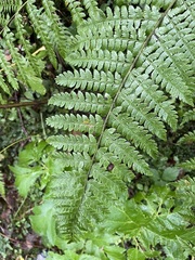 Polystichum braunii