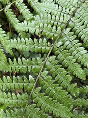 Polystichum braunii