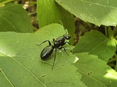 Camponotus concavus