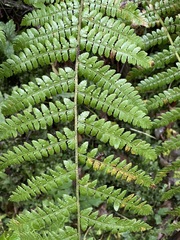 Polystichum braunii