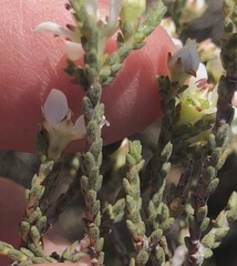 Diosma passerinoides