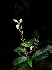 Acanthaceae