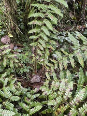 Polystichum braunii