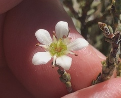 Diosma passerinoides