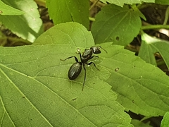 Camponotus concavus