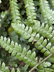 Polystichum braunii