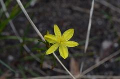 Tricoryne simplex