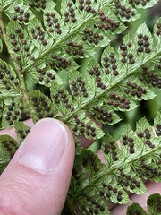 Polystichum braunii