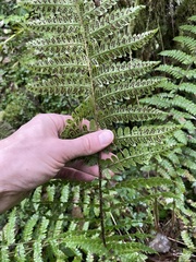 Polystichum braunii