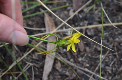 Tricoryne simplex