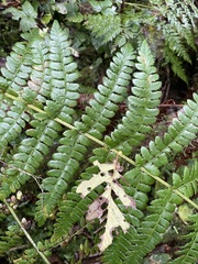 Polystichum braunii