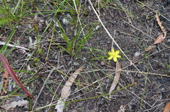 Tricoryne simplex