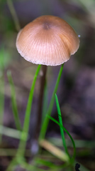 Agaricales
