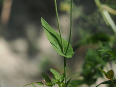 Emilia javanica