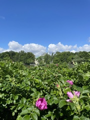 Rosa rugosa