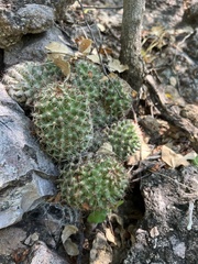 Mammillaria sheldonii