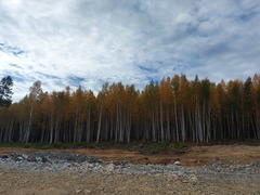 Betula platyphylla