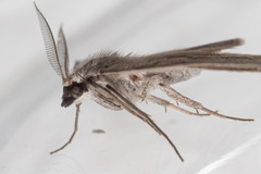 Nearcha dasyzona
