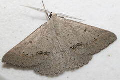 Nearcha dasyzona