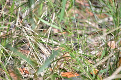 Candalides xanthospilos