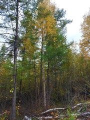 Betula platyphylla