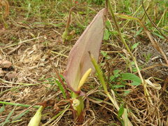 Arum concinnatum