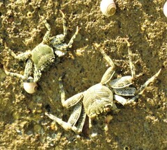 Grapsus