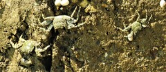 Grapsus