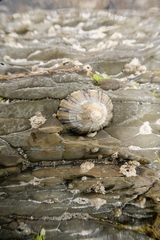 Cellana tramoserica