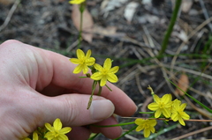 Tricoryne simplex
