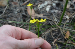 Tricoryne simplex