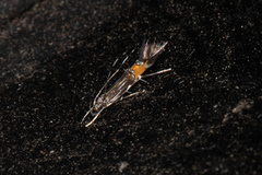 Cosmopterix