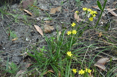 Tricoryne simplex