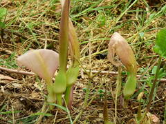 Arum concinnatum