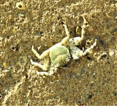 Grapsus
