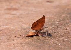 Charaxes bernardus