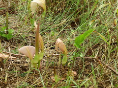 Arum concinnatum