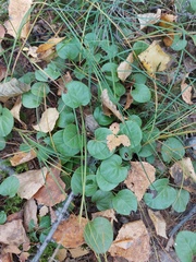 Pyrola asarifolia