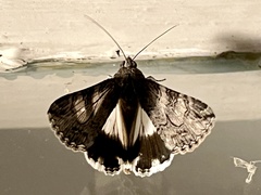 Melipotis jucunda