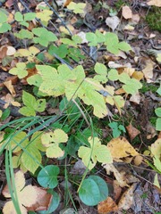 Rubus humulifolius