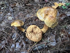 Pseudoboletus parasiticus