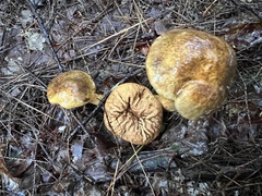 Pseudoboletus parasiticus