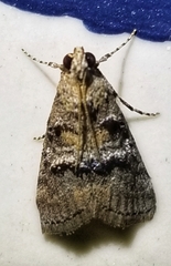 Pococera asperatella