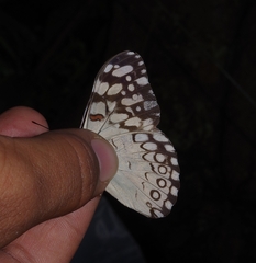 Hamadryas feronia