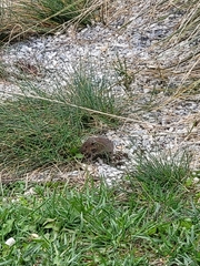 Microtus arvalis