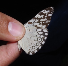 Hamadryas feronia