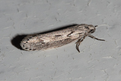 Ethmia discostrigella