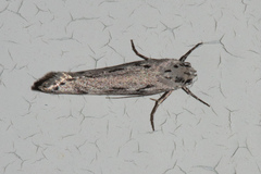 Ethmia discostrigella
