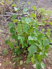 Alnus hirsuta