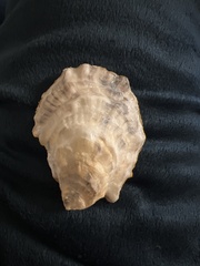 Crassostrea virginica